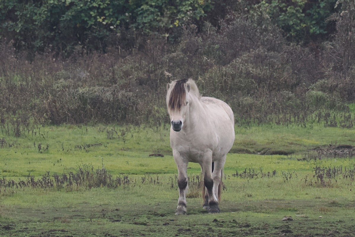 Domestic Horse - ML646689093