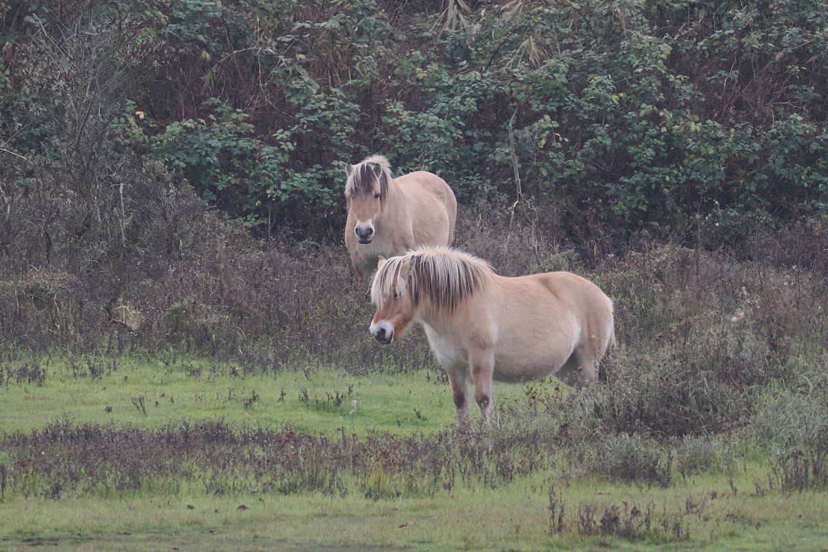 Domestic Horse - ML646689094