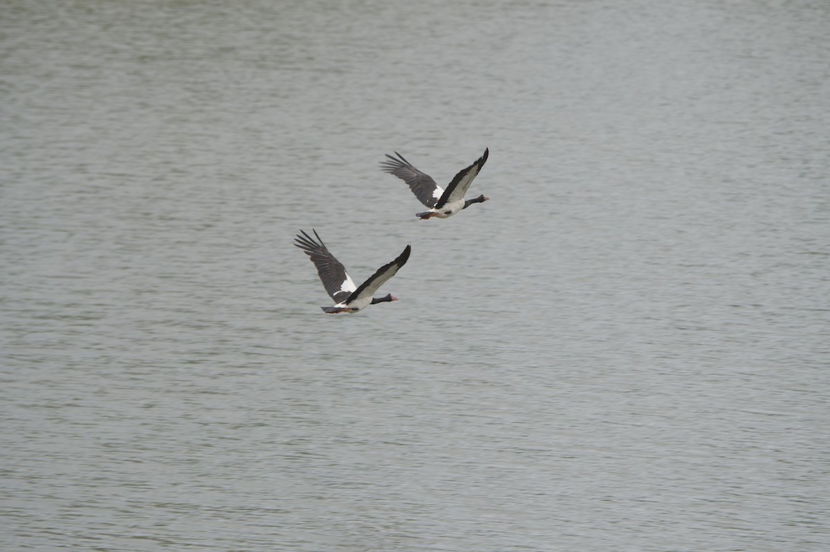 Magpie Goose - ML646689095