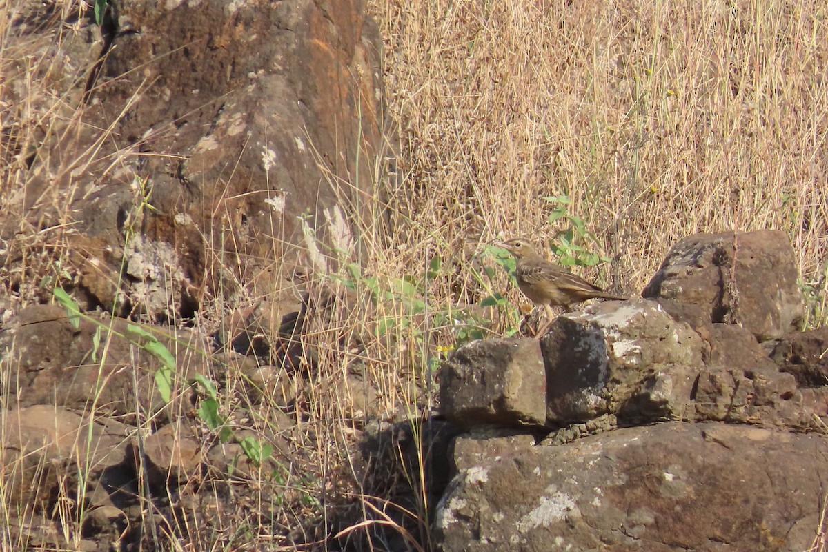 Long-billed Pipit - ML646689096
