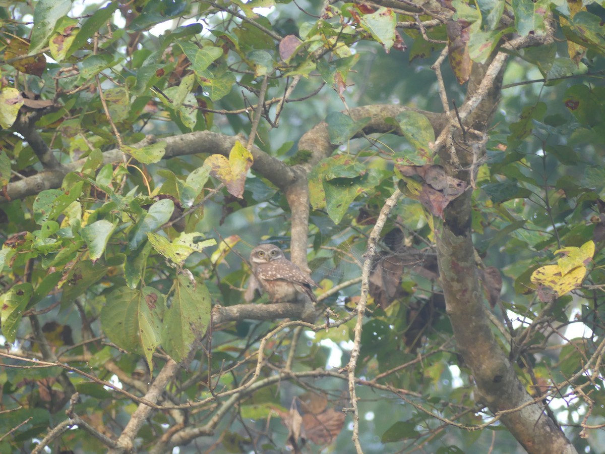 Spotted Owlet - ML646689097