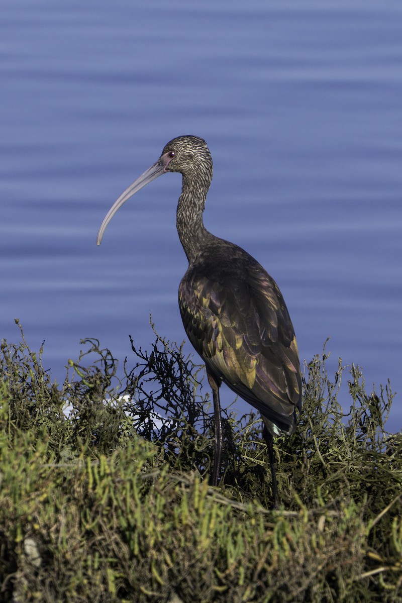 White-faced Ibis - ML646689098