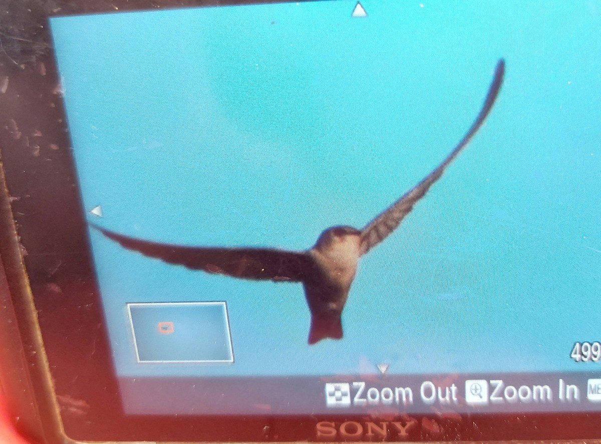 Pale Crag-Martin - ML646689100