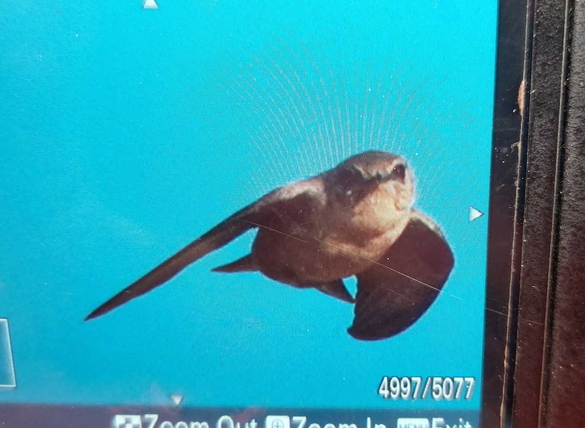 Pale Crag-Martin - ML646689101