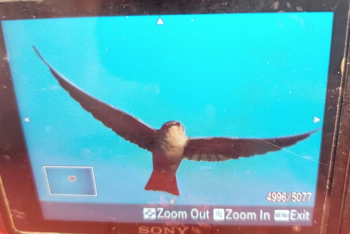 Pale Crag-Martin - ML646689102