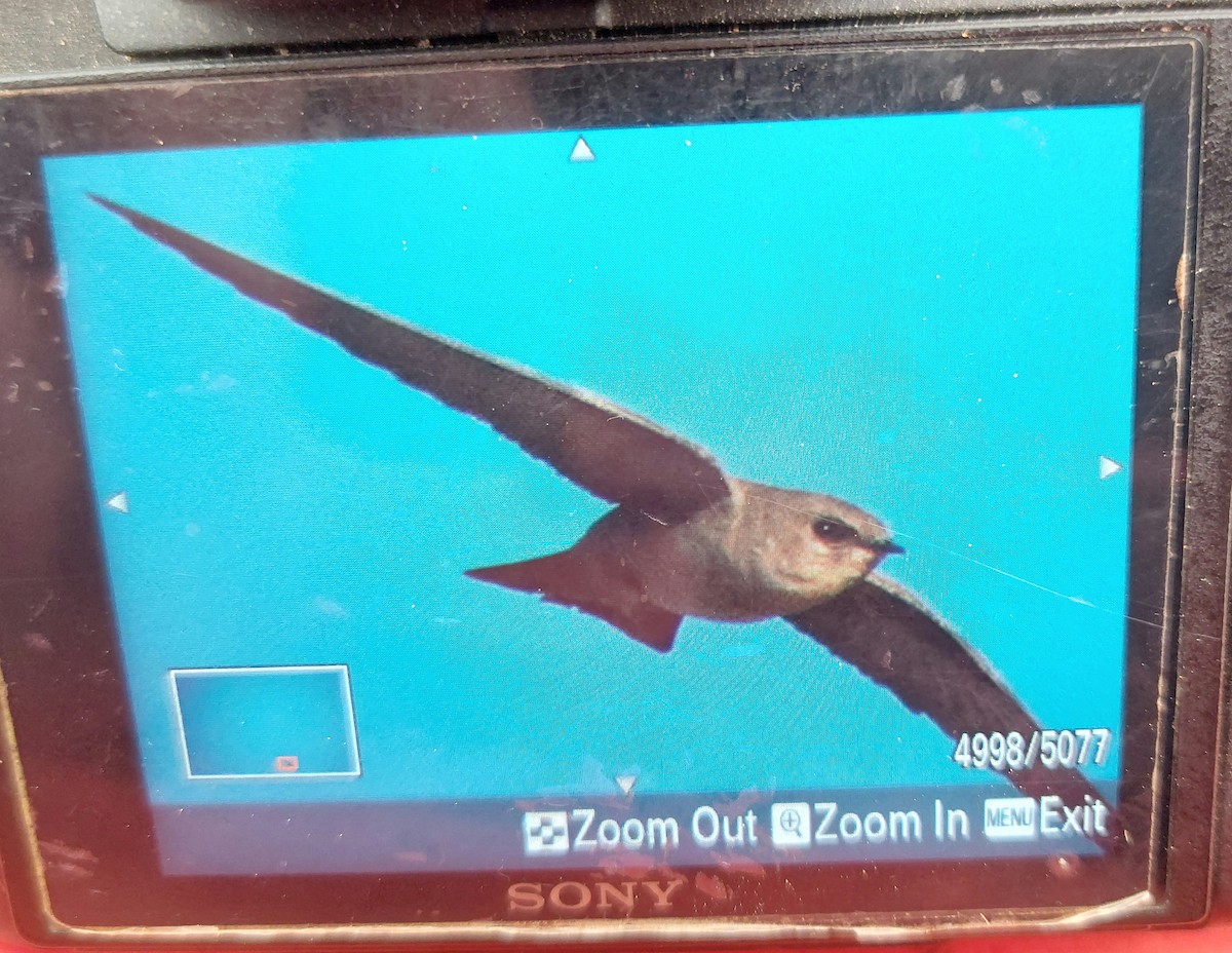 Pale Crag-Martin - ML646689103