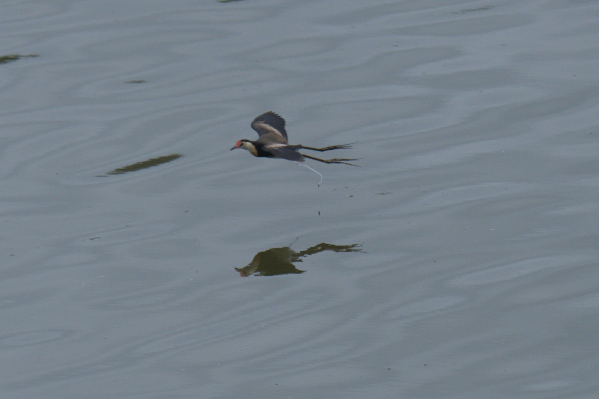 Comb-crested Jacana - ML646689104