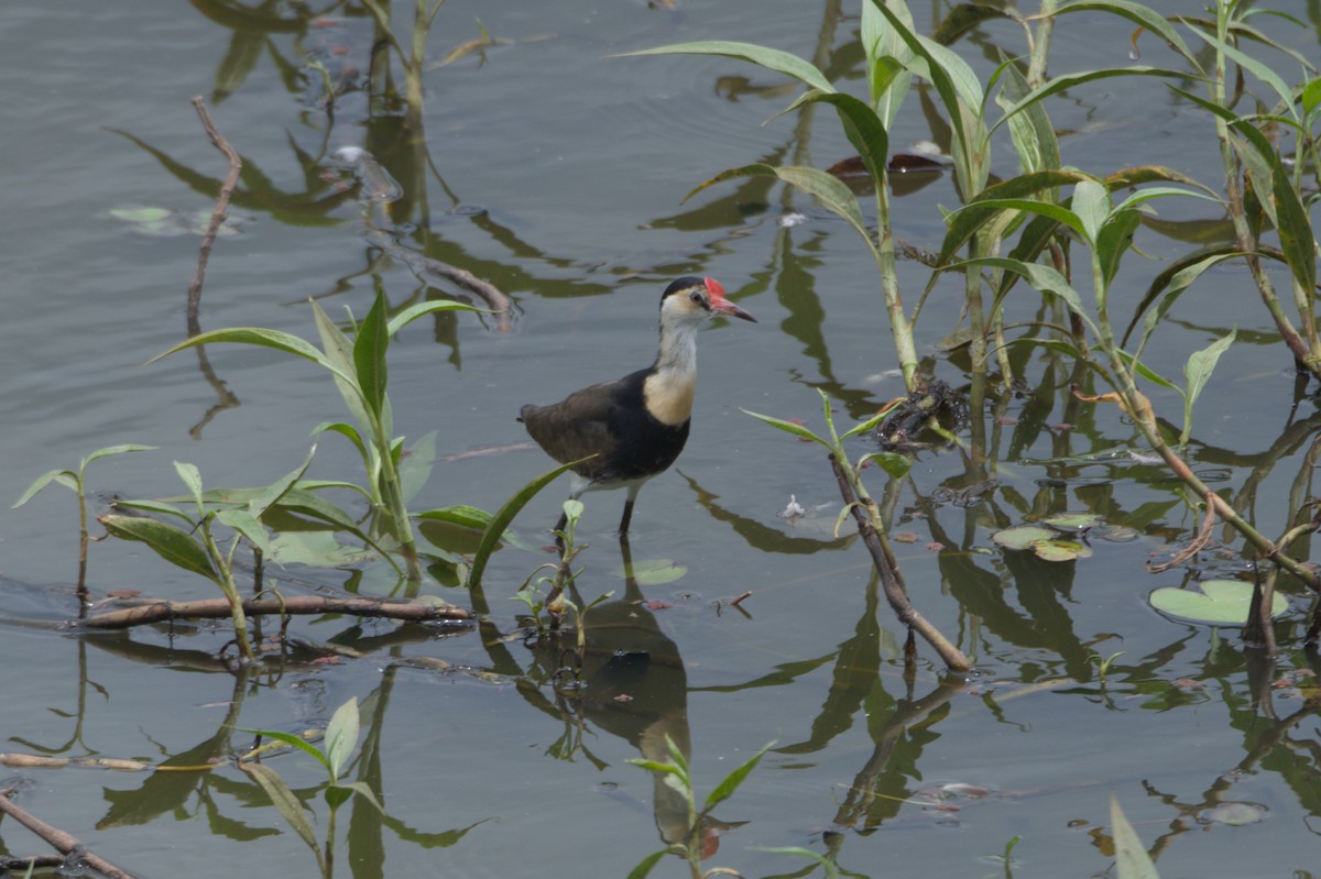 Comb-crested Jacana - ML646689105
