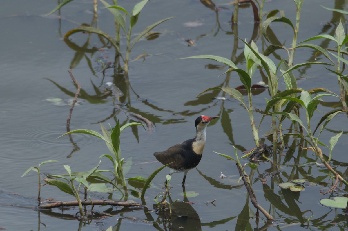 Comb-crested Jacana - ML646689106