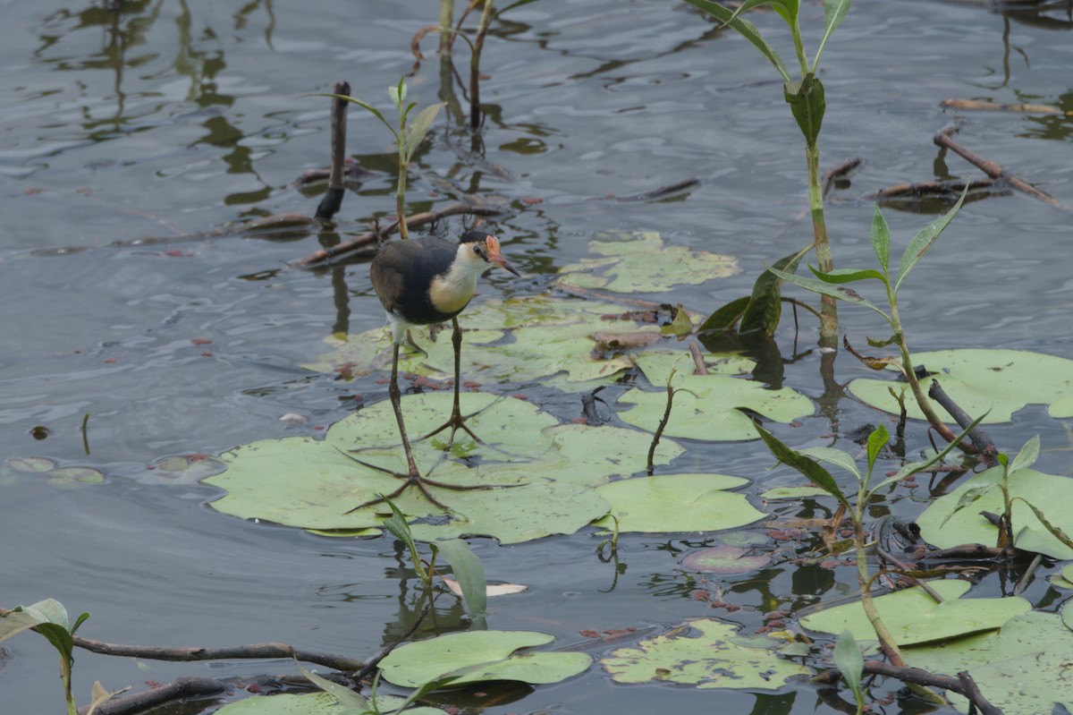 Comb-crested Jacana - ML646689107