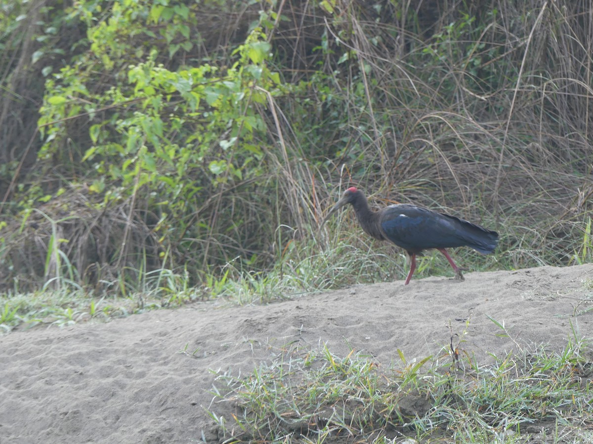 Red-naped Ibis - ML646689108