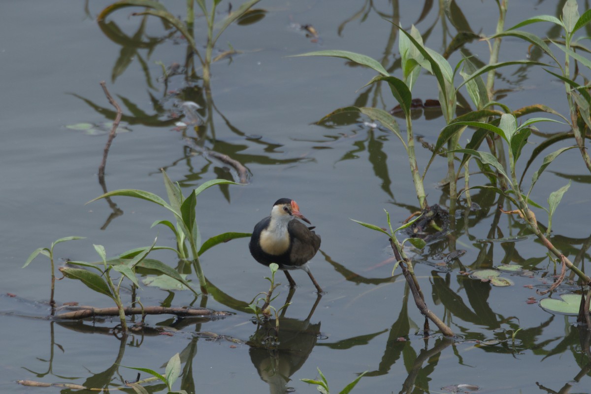 Comb-crested Jacana - ML646689109