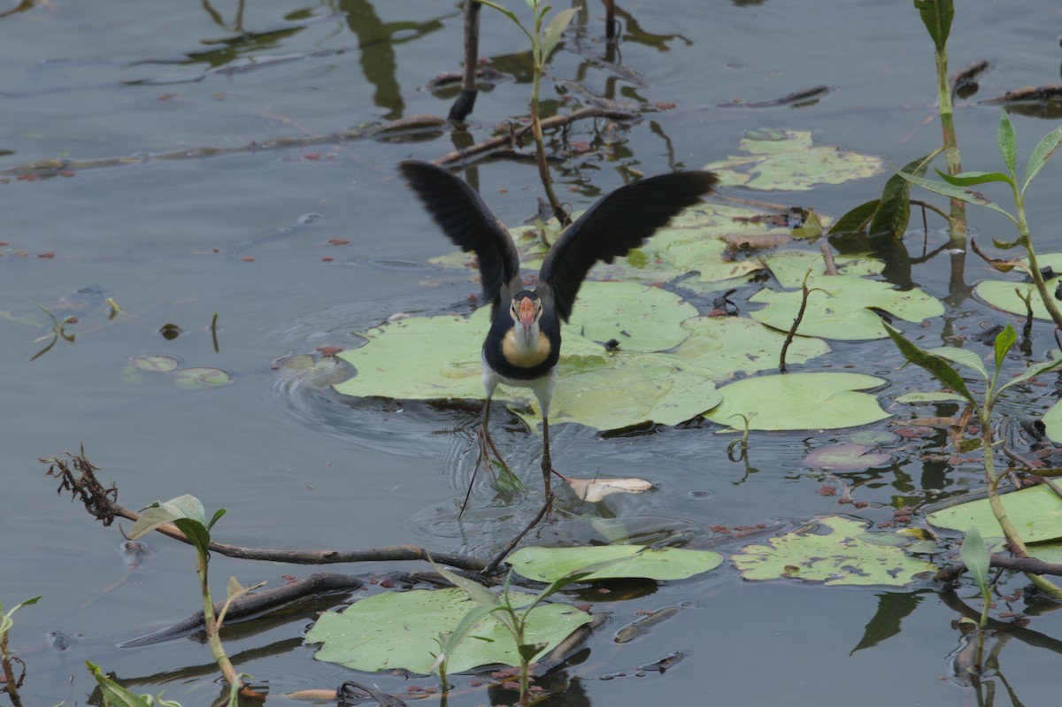 Comb-crested Jacana - ML646689110