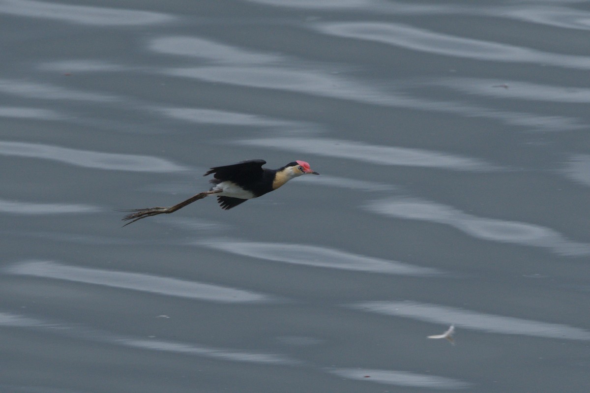 Comb-crested Jacana - ML646689111
