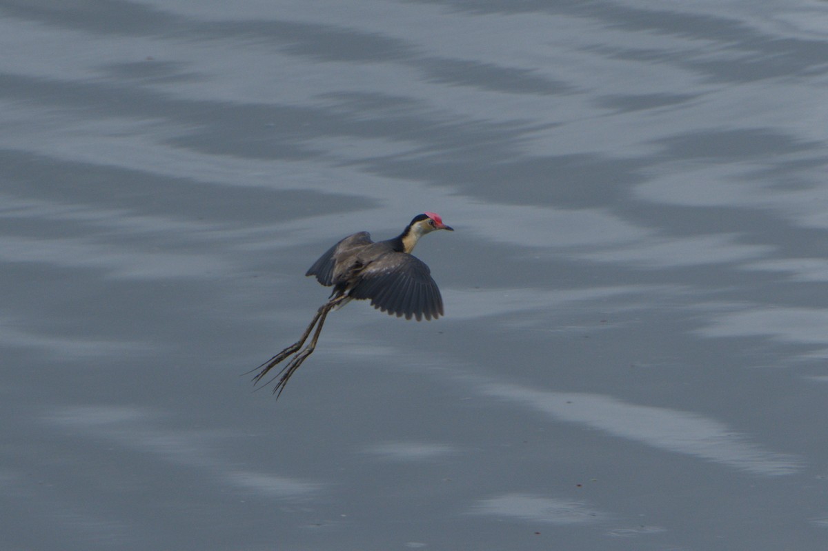 Comb-crested Jacana - ML646689112