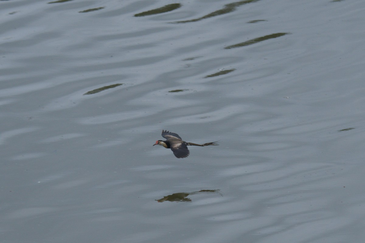 Comb-crested Jacana - ML646689113