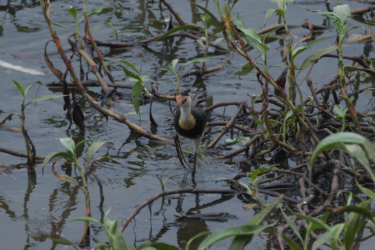 Comb-crested Jacana - ML646689114