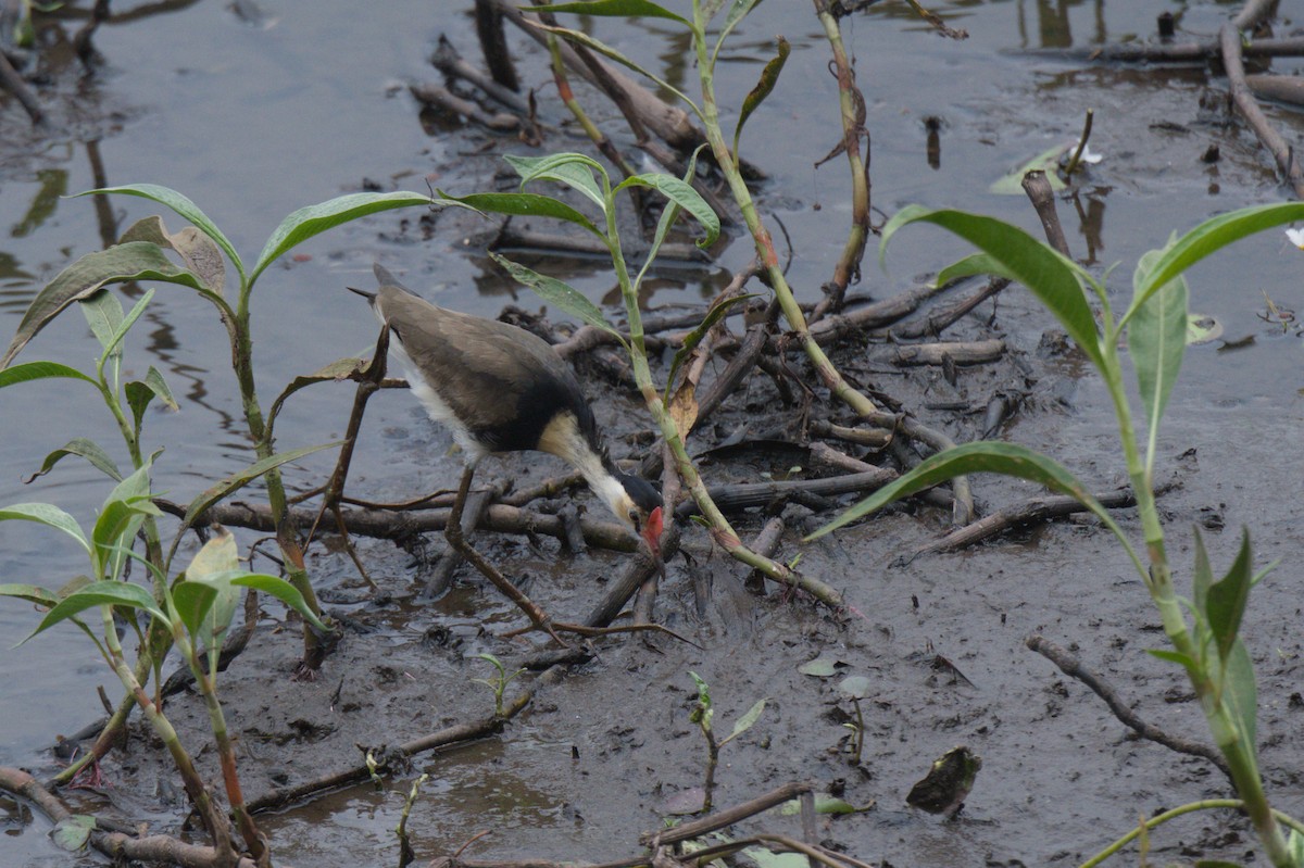 Comb-crested Jacana - ML646689115