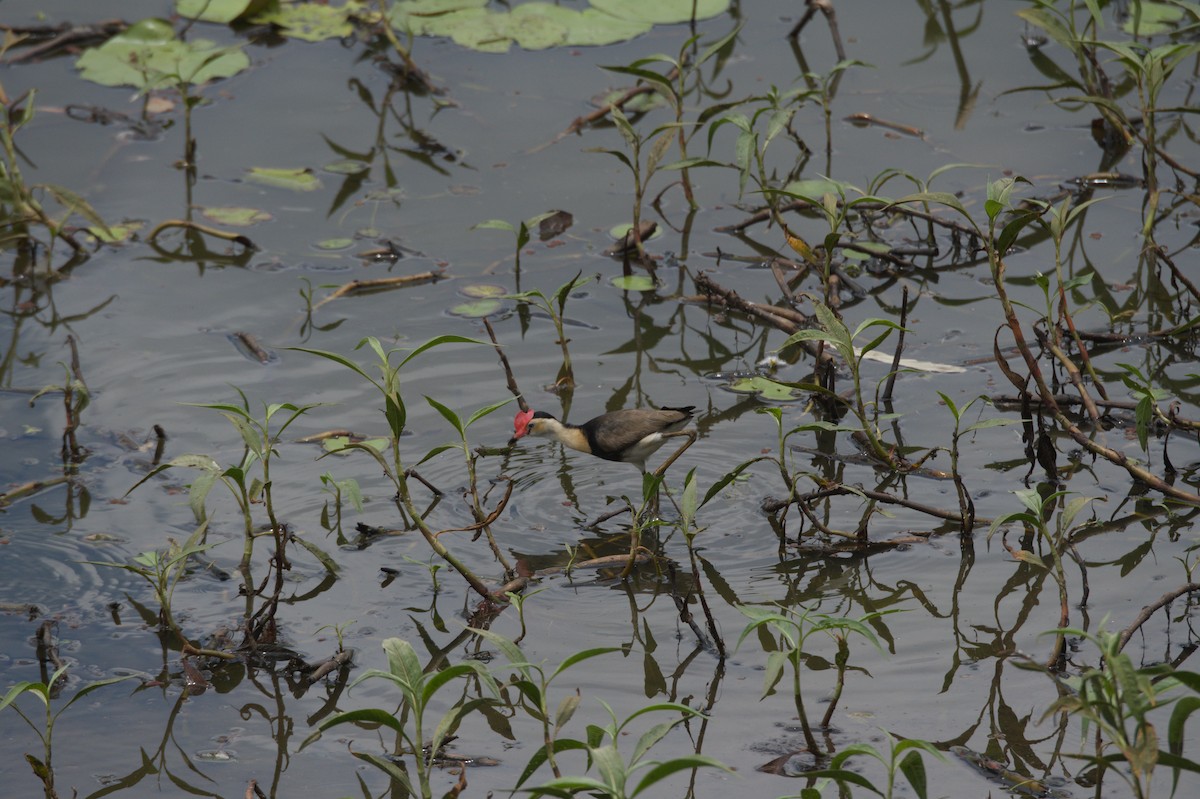Comb-crested Jacana - ML646689116