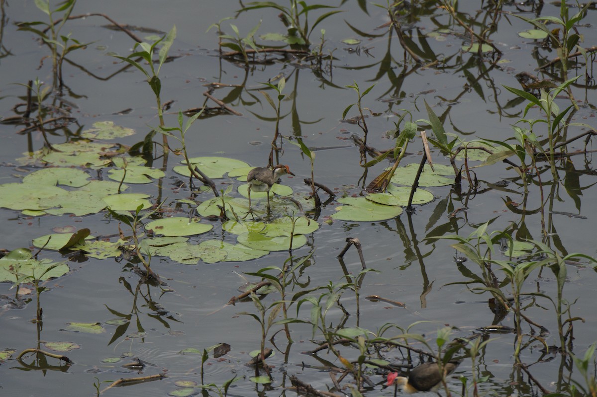 Comb-crested Jacana - ML646689117