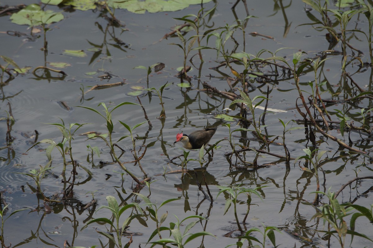 Comb-crested Jacana - ML646689118