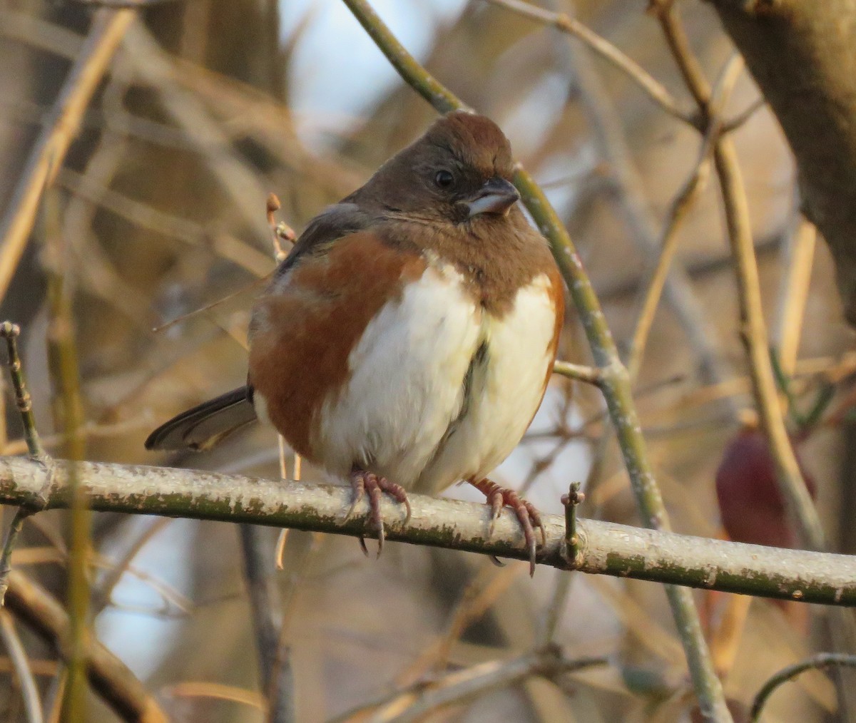 Eastern Towhee - ML646689119
