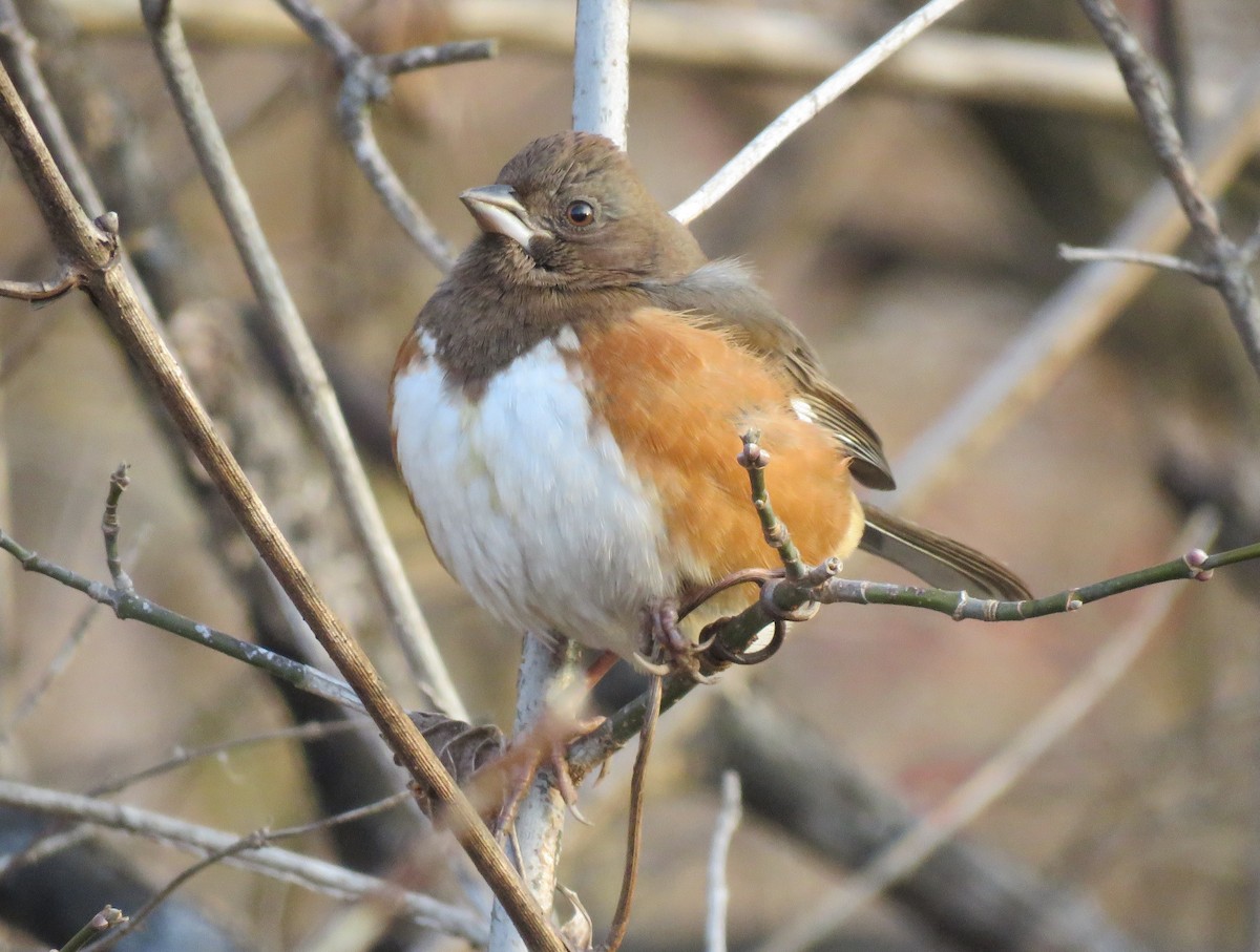 Eastern Towhee - ML646689120