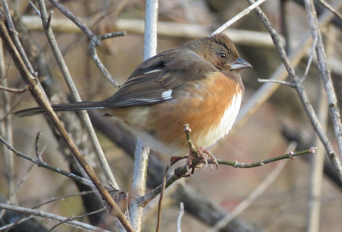Eastern Towhee - ML646689121