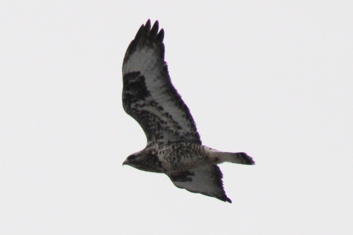 káně rousná - ML646689123