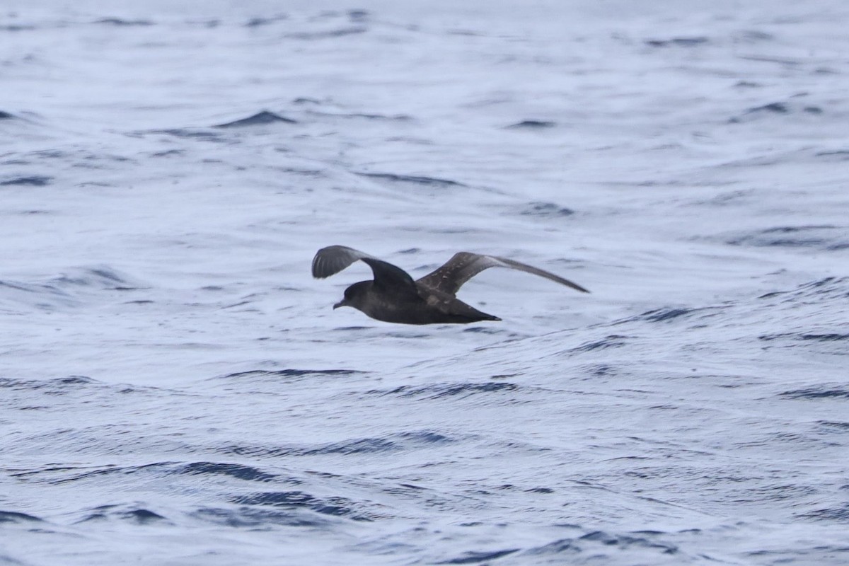 Gabai tasmaniarra - ML646689124