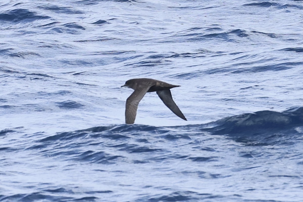 Gabai tasmaniarra - ML646689125