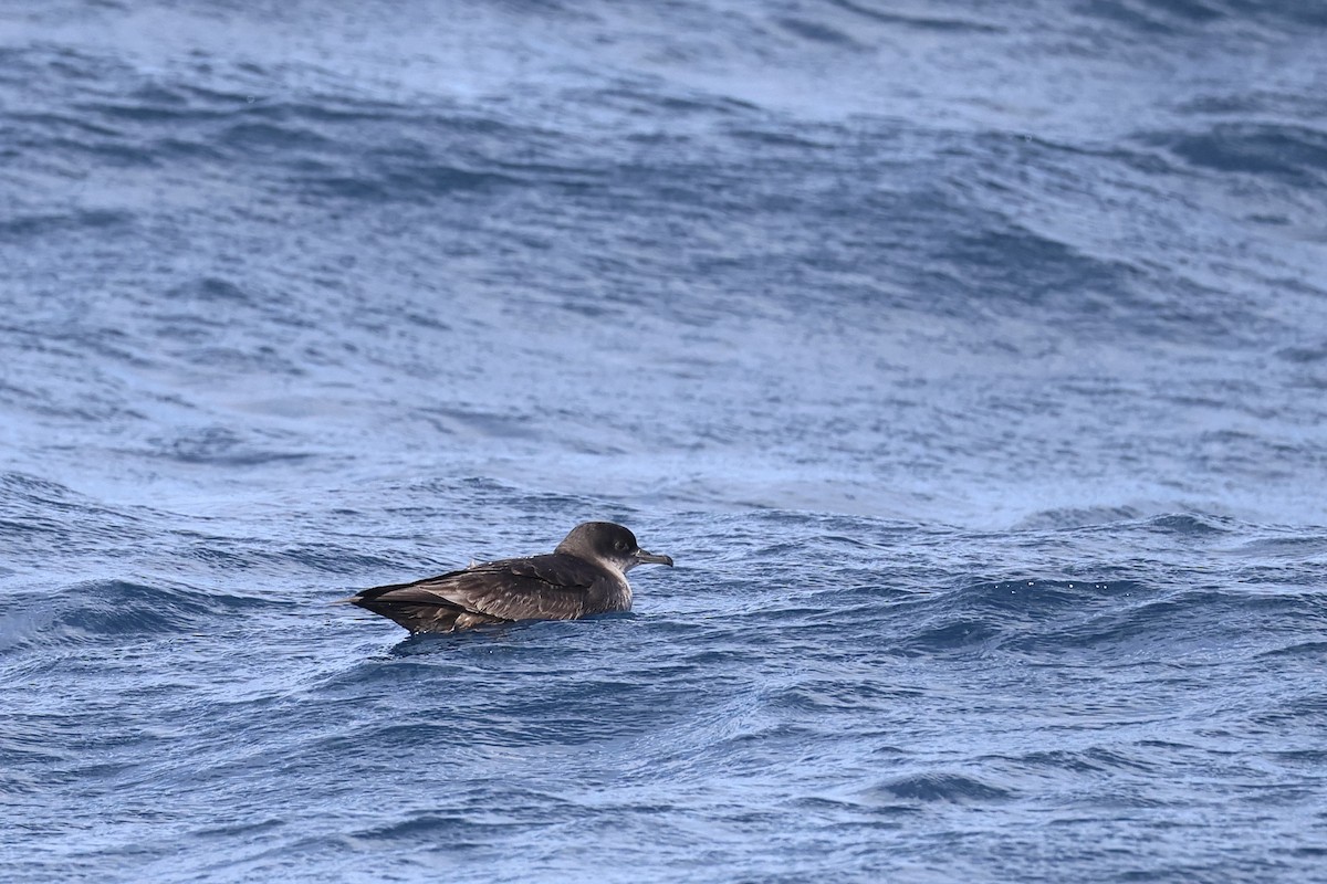 Gabai tasmaniarra - ML646689126