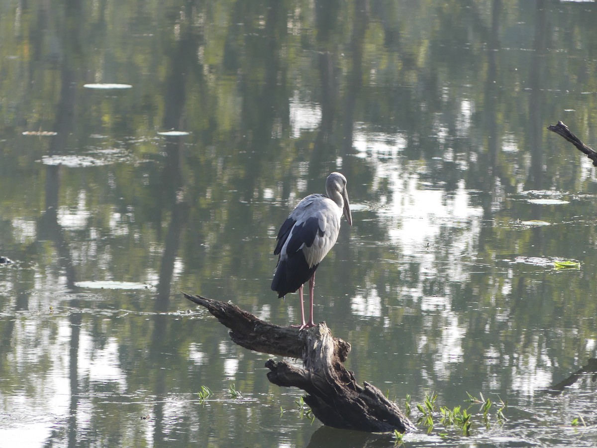 Asian Openbill - ML646689127