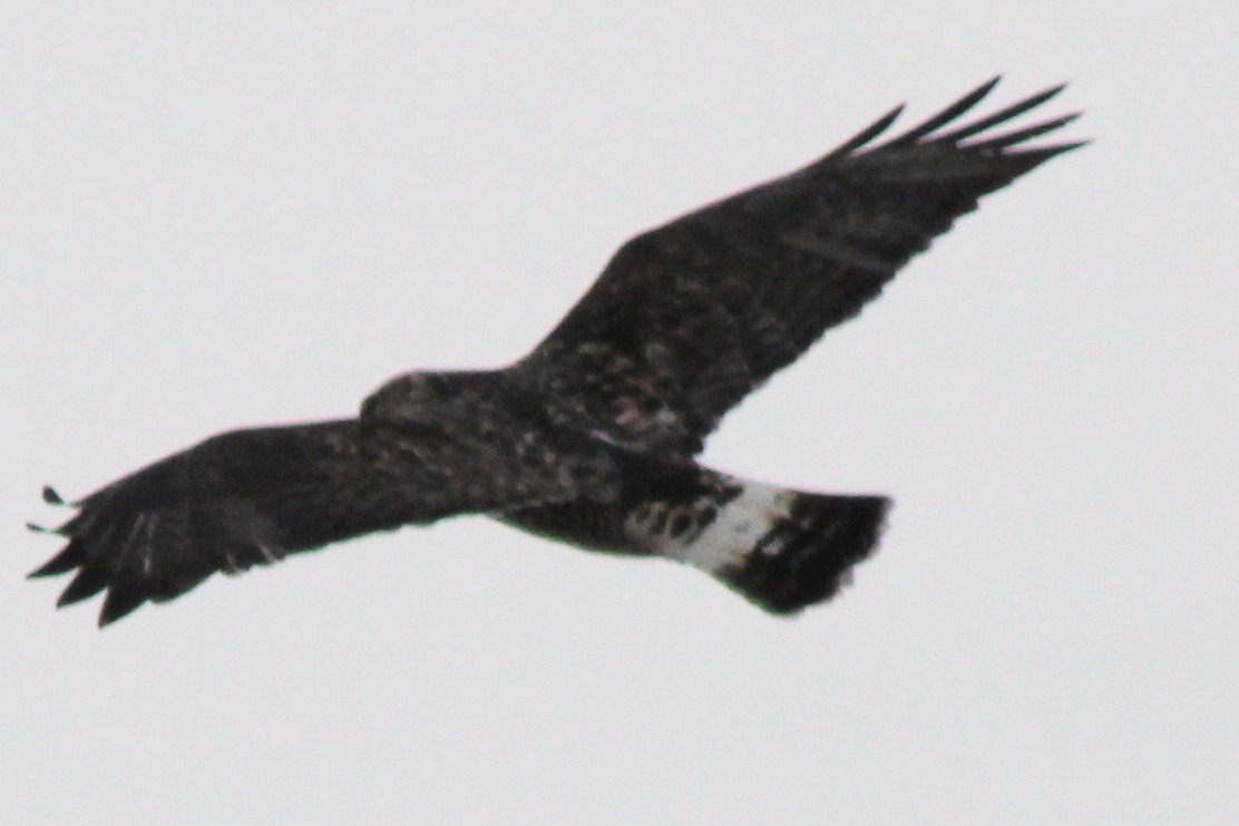 káně rousná - ML646689128