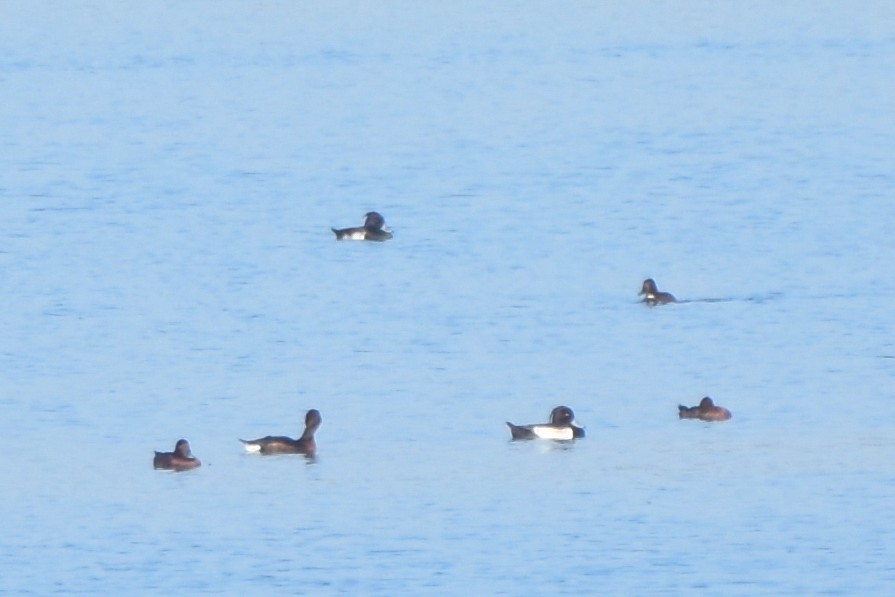 ヨシガモ - ML646689129