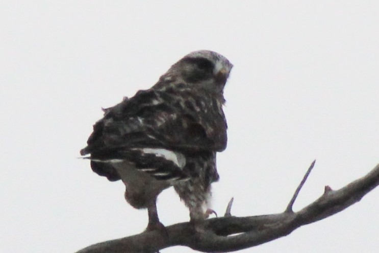 káně rousná - ML646689130