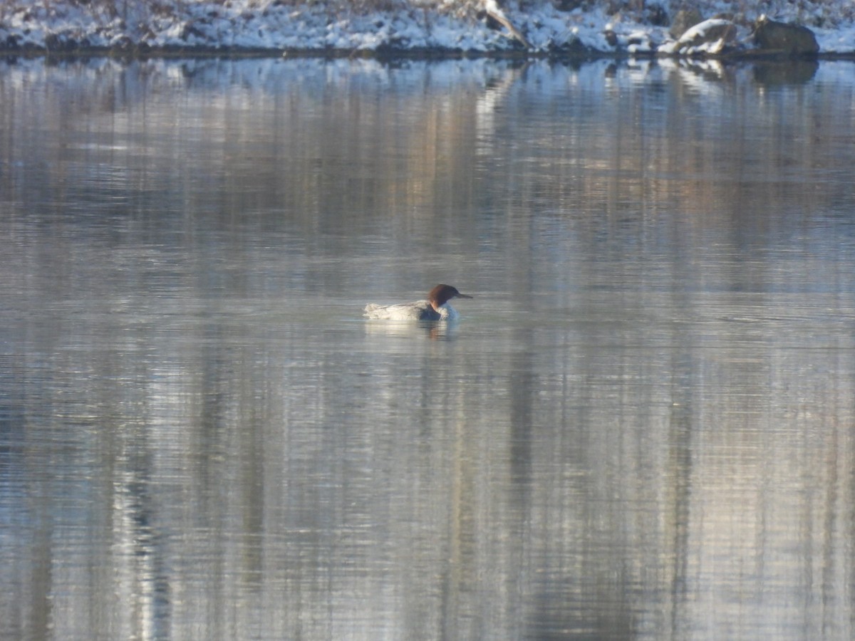 川秋沙 - ML646689131