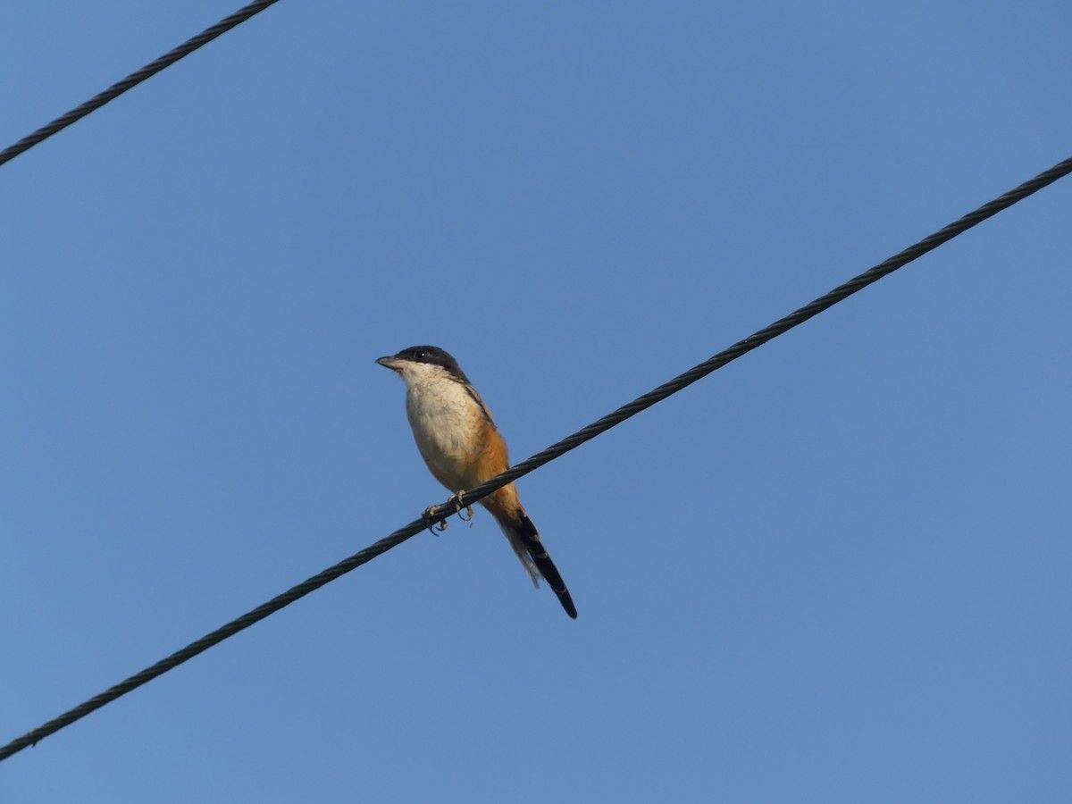 Long-tailed Shrike - ML646689132