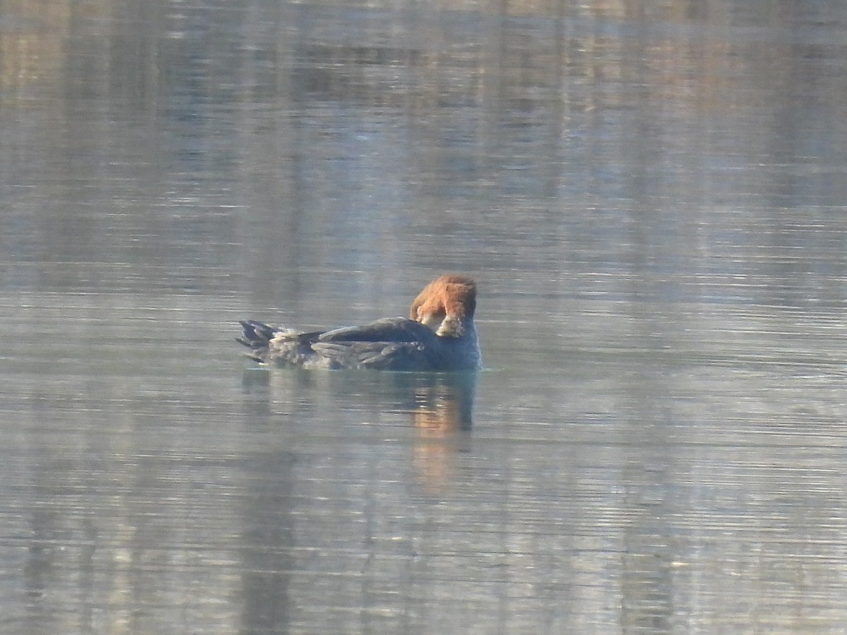 川秋沙 - ML646689133