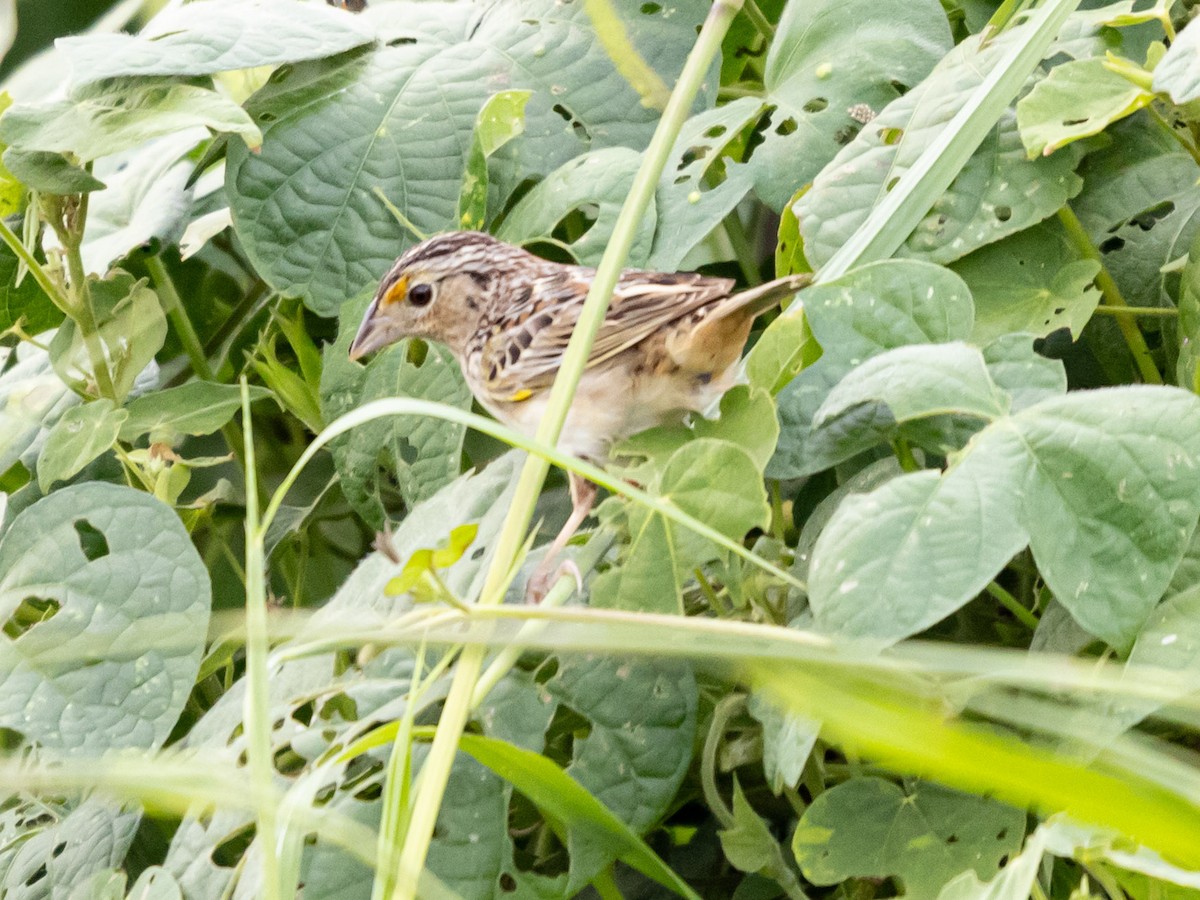 Grasshopper Sparrow - ML646689134