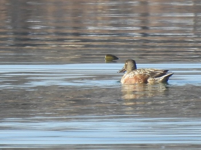 琵嘴鴨 - ML646689137