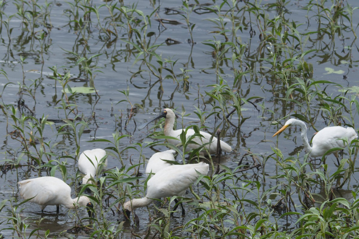 Косар королівський - ML646689141