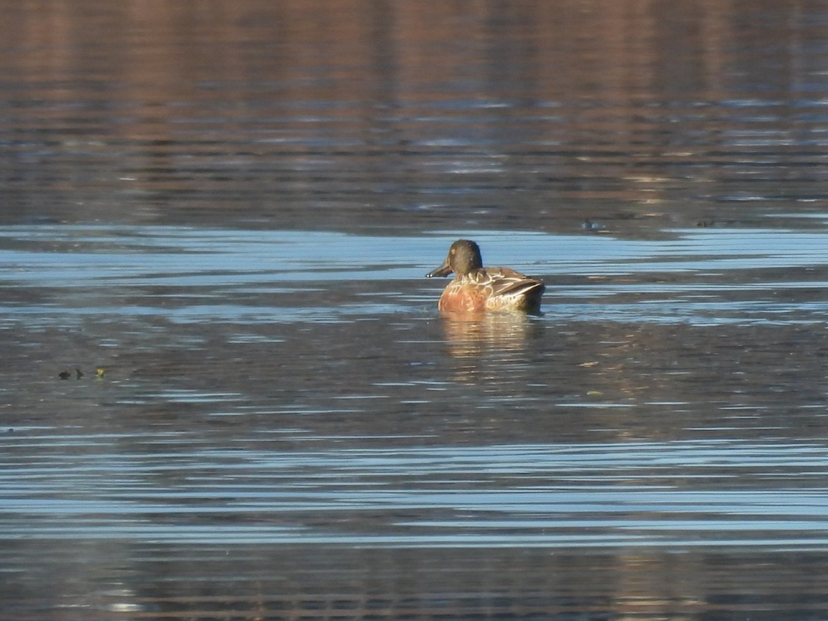 琵嘴鴨 - ML646689142