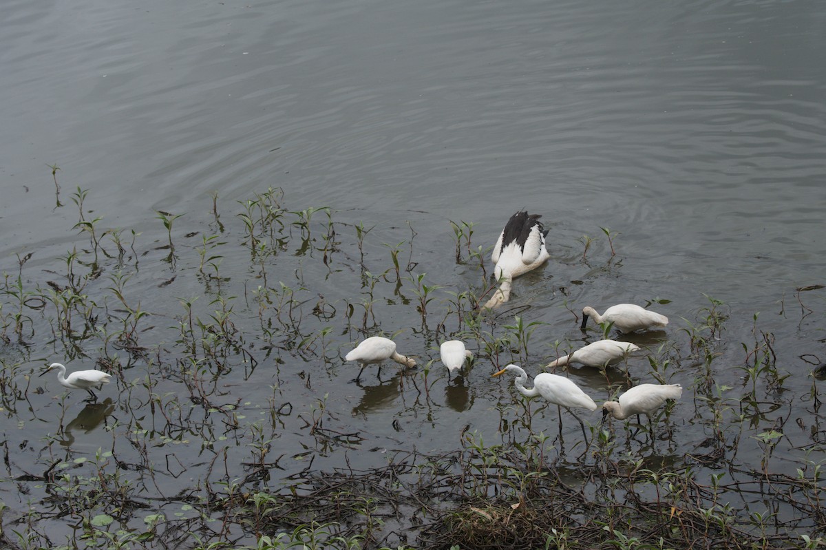 Косар королівський - ML646689143