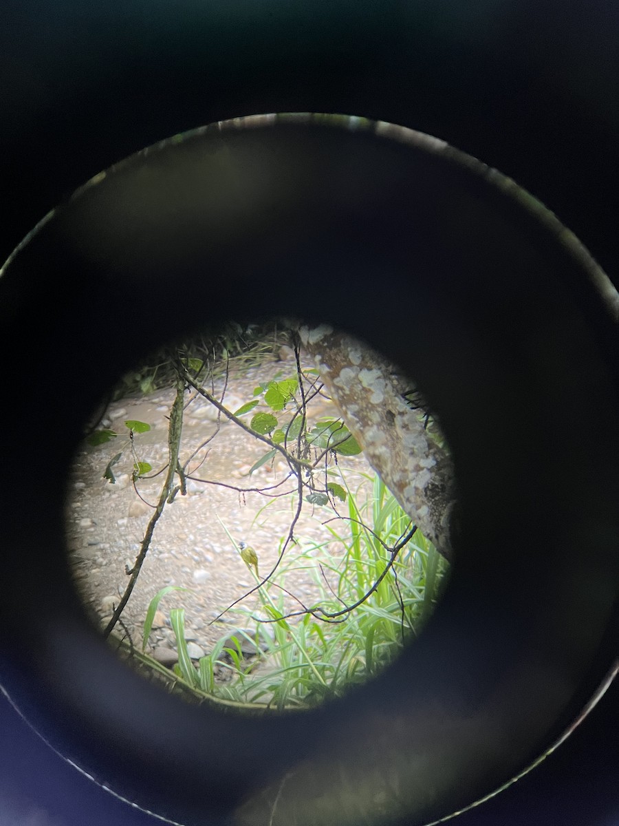 Collared Finchbill - ML646689144