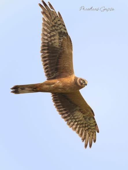 Pallid Harrier - ML646689152