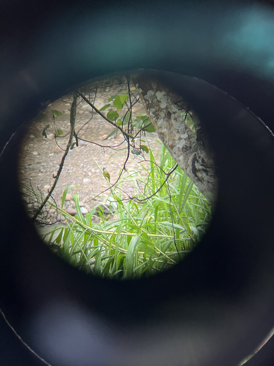 Collared Finchbill - ML646689153