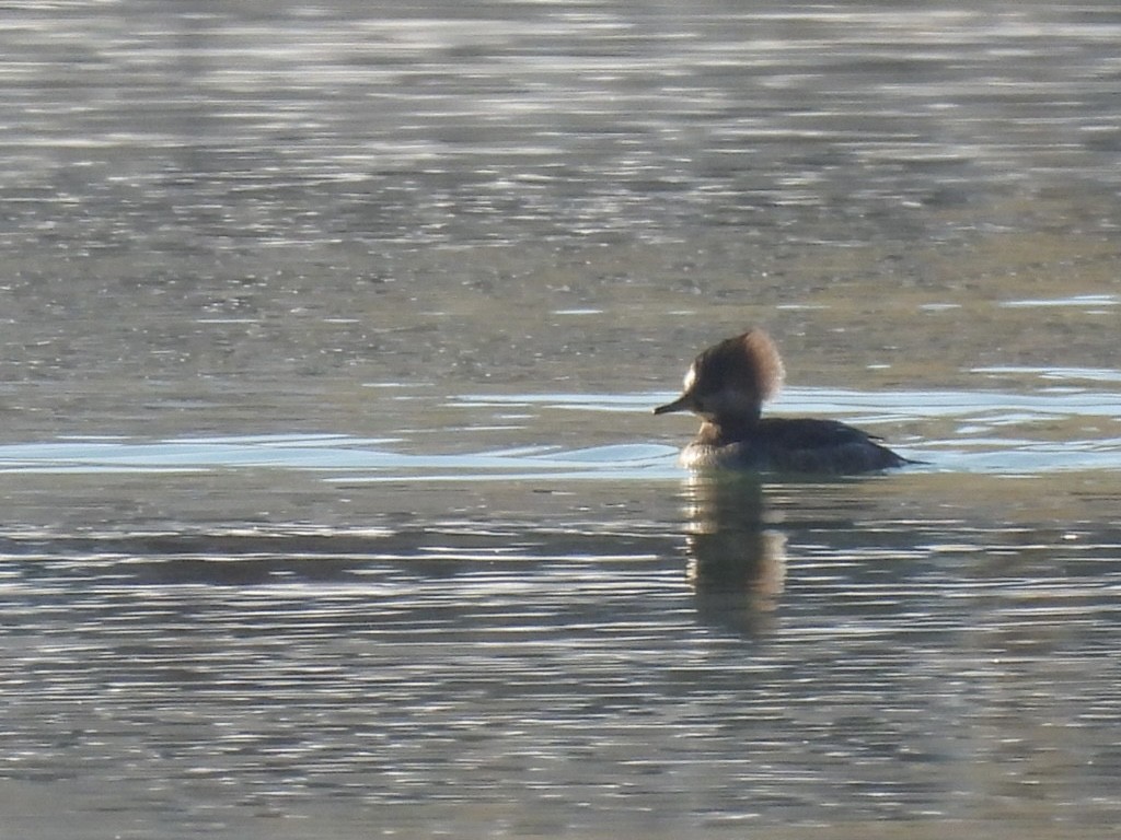 Hooded Merganser - ML646689158