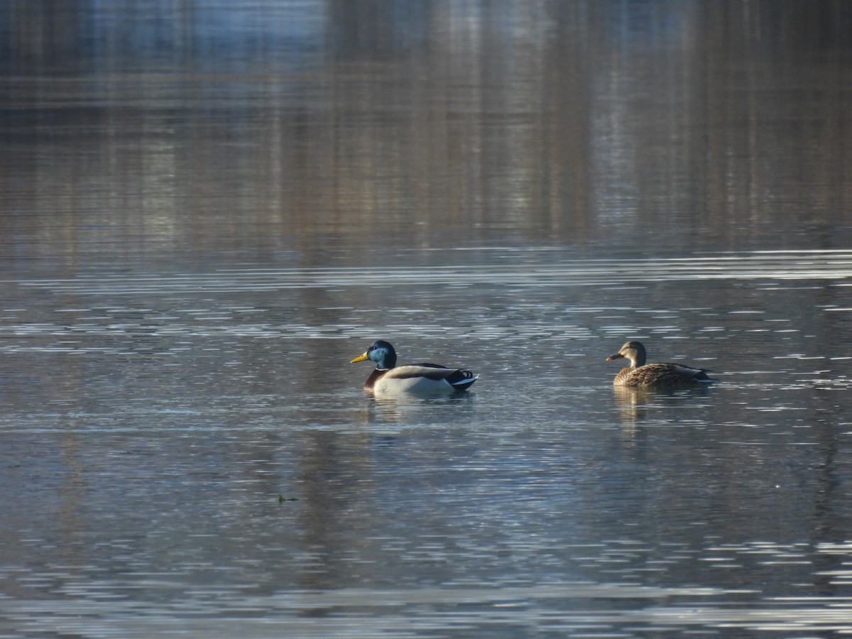 綠頭鴨 - ML646689159