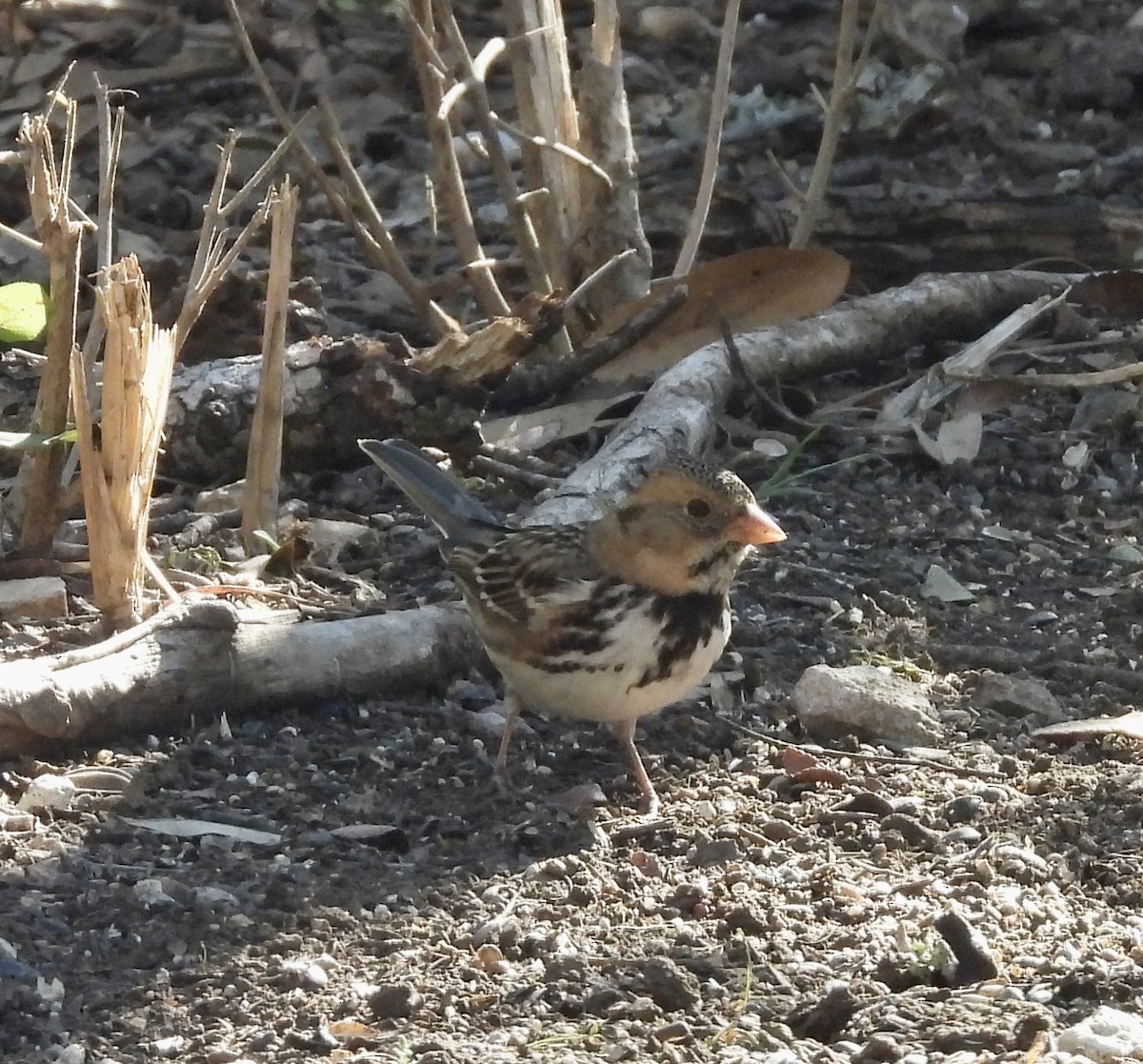 Harris's Sparrow - ML646689160